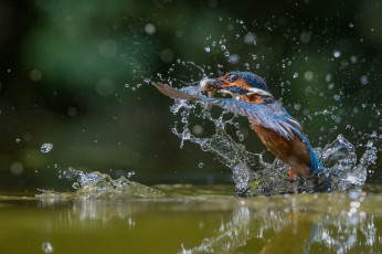 Картинка животные зимородки зимородок птица полет капли вода