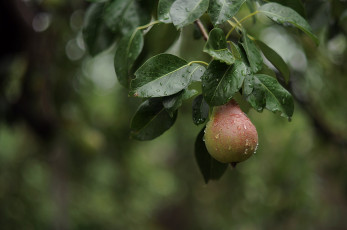 Картинка природа плоды груша дождь лето