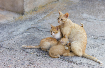 Картинка животные коты улица фон кошки