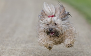Картинка животные собаки полёт бег собака