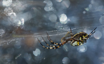 Картинка животные пауки паутина паук фон