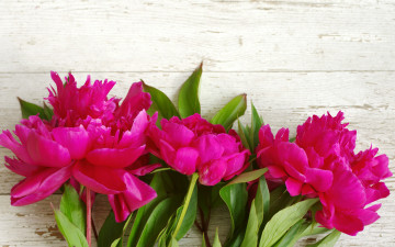 Картинка цветы пионы beautiful flowers pink wood розовые peony