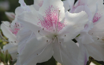 Картинка цветы рододендроны+ азалии white azalea