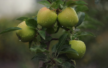 Картинка природа плоды яблоки дождь утро
