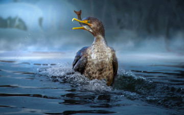 Картинка животные птицы водоем