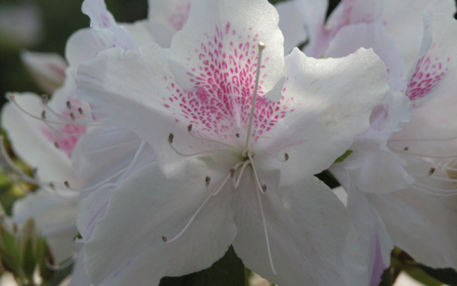 Обои картинки фото цветы, рододендроны , азалии, white, azalea