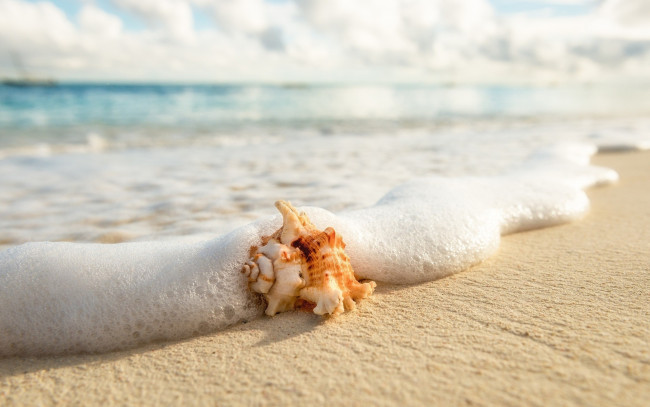 Обои картинки фото разное, ракушки,  кораллы,  декоративные и spa-камни, раковина, волна, пляж, море, берег, песок