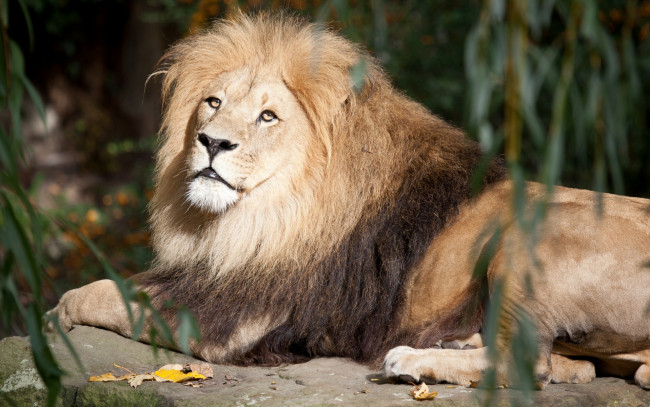 Обои картинки фото животные, львы, отдых