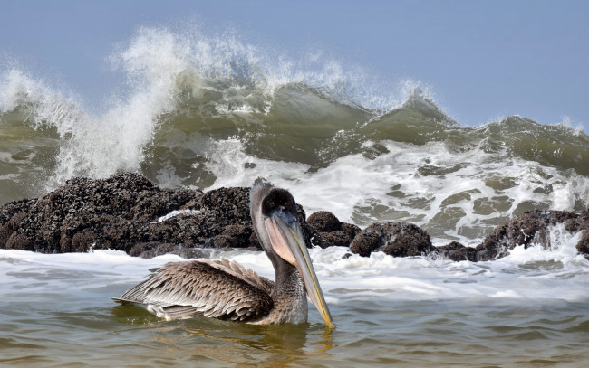 Обои картинки фото животные, пеликаны, море, волна, птица