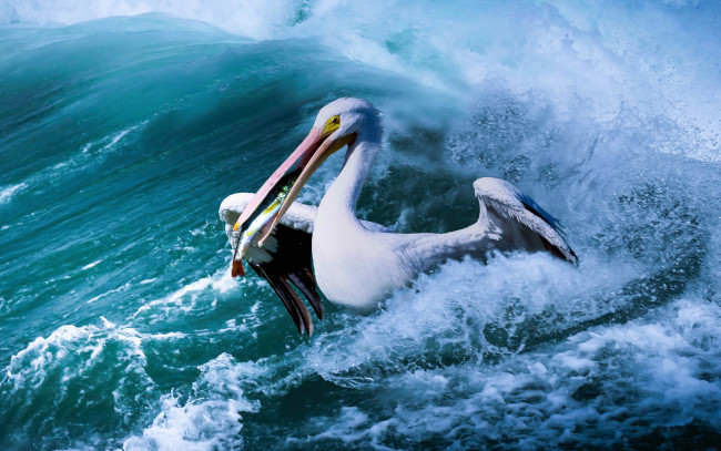 Обои картинки фото животные, пеликаны, водоем, рыба