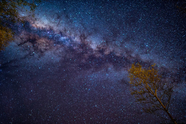 Обои картинки фото космос, галактики, туманности, звёздное, небо, дерево, ночь