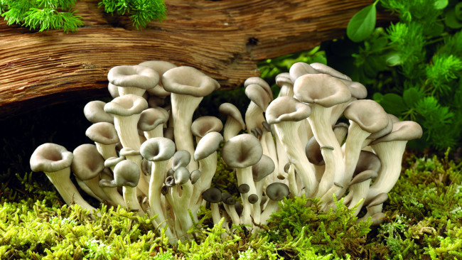 Обои картинки фото природа, грибы, грибная, семейка