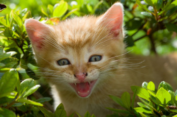 Картинка животные коты усатый маленький листья