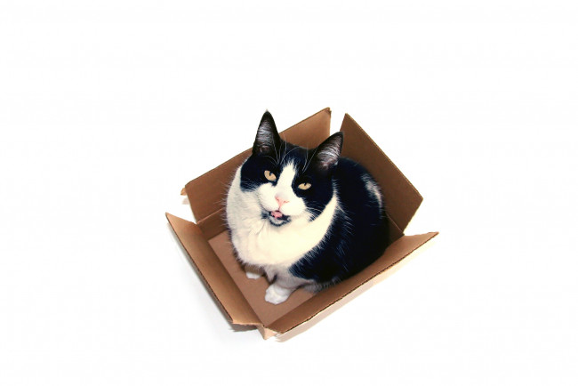 Обои картинки фото животные, коты, кот, в, коробке