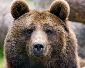 Картинка животные медведи портрет