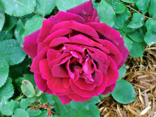 Картинка цветы розы лепестки роза бутон