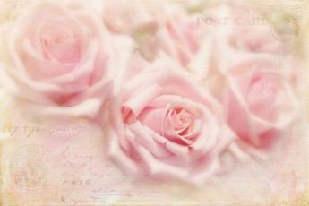 Картинка разное текстуры розы письмо