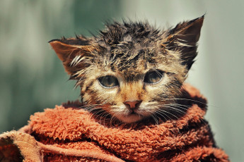 Картинка животные коты мордочка котёнок взъерошенный мокрый полотенце