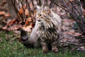 Картинка животные коты мордочка мейн-кун