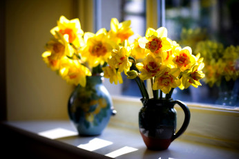 Картинка цветы нарциссы вазы желтый