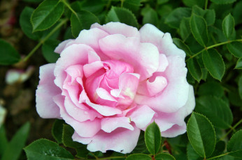 Картинка цветы розы бутон роза лепестки