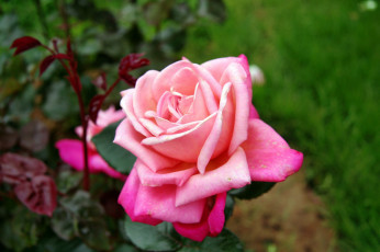 Картинка цветы розы роза бутон лепестки