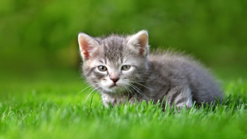Картинка животные коты мордочка котёнок трава