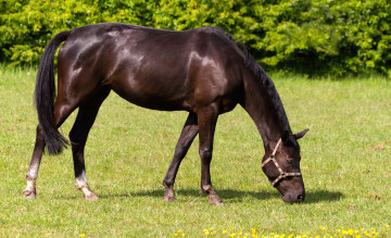 Картинка животные лошади красавец