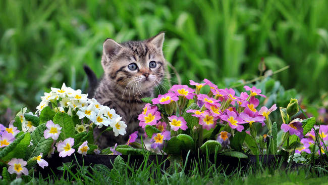 Обои картинки фото животные, коты, мордочка, котёнок, малыш, цветы, примулы