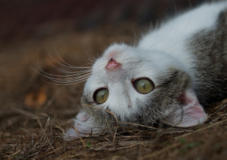Картинка животные коты усы глаза мордочка котёнок