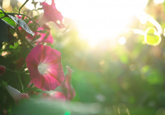 Картинка цветы петунии +калибрахоа цветение нежность бутон петуния