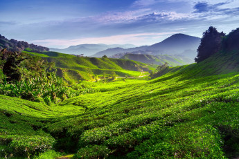 Картинка природа поля чай пейзаж плантация