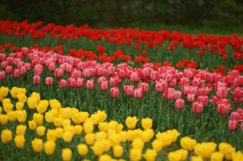 Картинка цветы тюльпаны лепестки разноцветные цветение много
