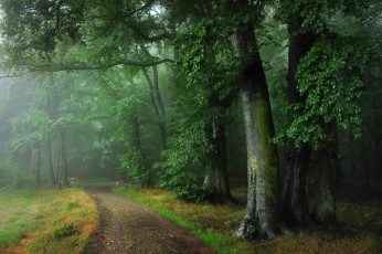 Картинка природа дороги лето лес дождь туман дорога оденвальд германия