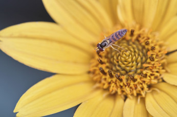 Картинка животные насекомые насекомое цветок макро лепестки тычинки
