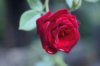 Картинка цветы розы цветение лепестки листья розовая роза