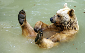 Картинка животные медведи вода медвежонок