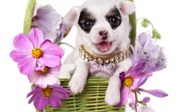 Картинка животные собаки цветы космея корзина ошейник чихуахуа щенок собака