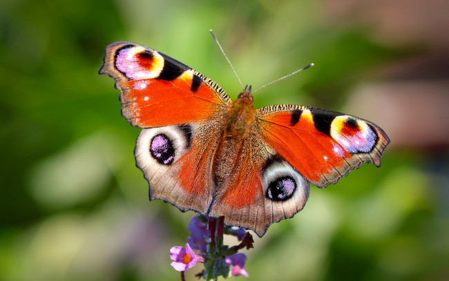 Обои картинки фото животные, бабочки, павлиний, глаз, цветок, бабочка, макро