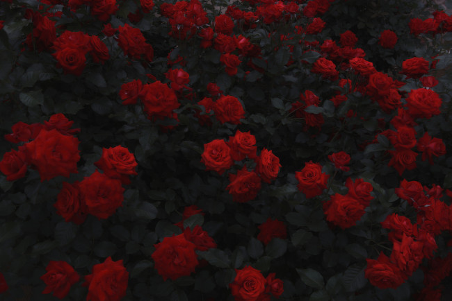 Обои картинки фото цветы, розы, листья, много, красные