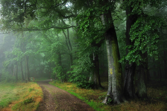 Обои картинки фото природа, дороги, лето, лес, дождь, туман, дорога, оденвальд, германия
