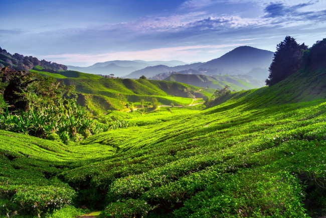 Обои картинки фото природа, поля, чай, пейзаж, плантация