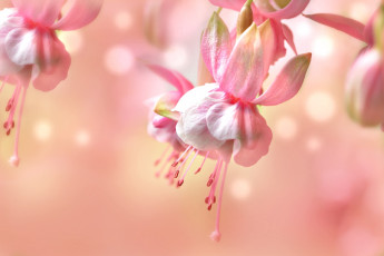 Картинка цветы фуксия макро розовый нежность