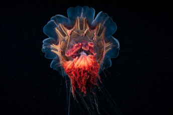 Картинка животные медузы океан чёрный фон медуза щюпальци
