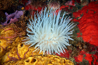 Картинка животные морская+фауна актиния риф щюпальци