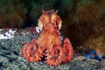 Картинка животные морская+фауна осьминог риф океан