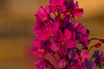 Картинка цветы луговые+ полевые +цветы иван-чай цветки макро