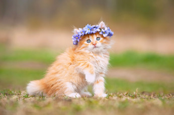 Картинка животные коты венок цветы малыш пушистый котёнок