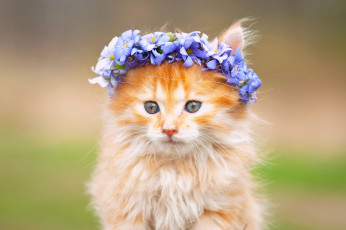 Картинка животные коты венок мордочка пушистый котёнок цветы