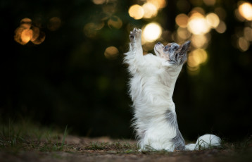 Картинка животные собаки австралийская овчарка аусси собака